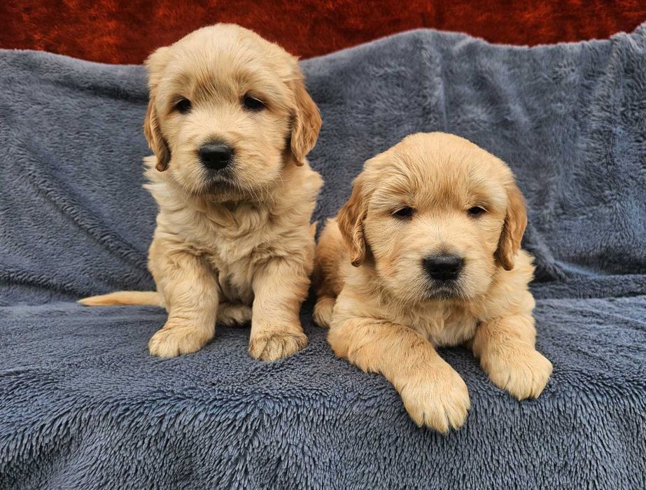 Golden Retriever - złoty szczeniak