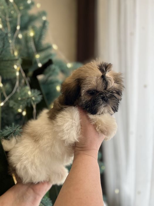 Чудові дівчатка Ши-тцу