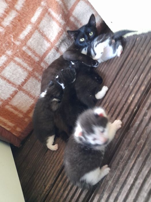 Kotki ponieważ mieszkam na wsi i bez Domne koty sie okolicy