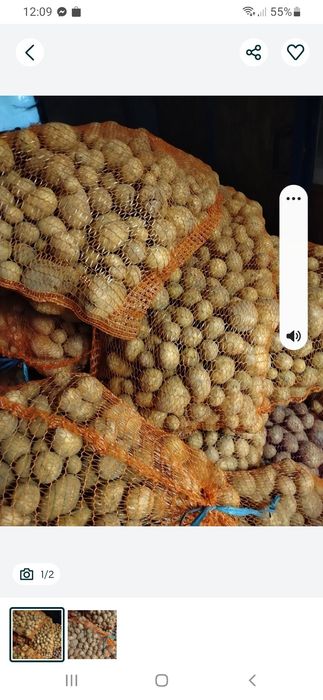 Sprzedam pszenice , pszenżyto,ziemniaki