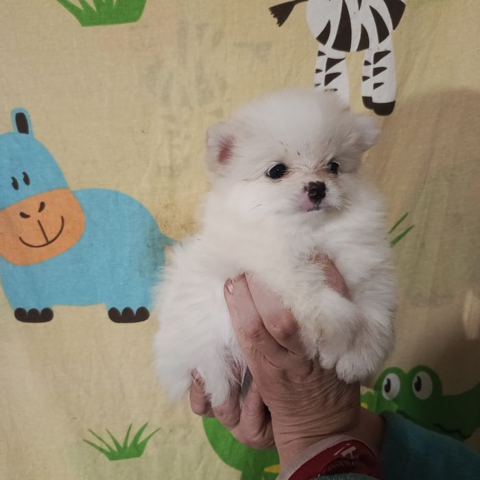 Мальчик крем шпиц