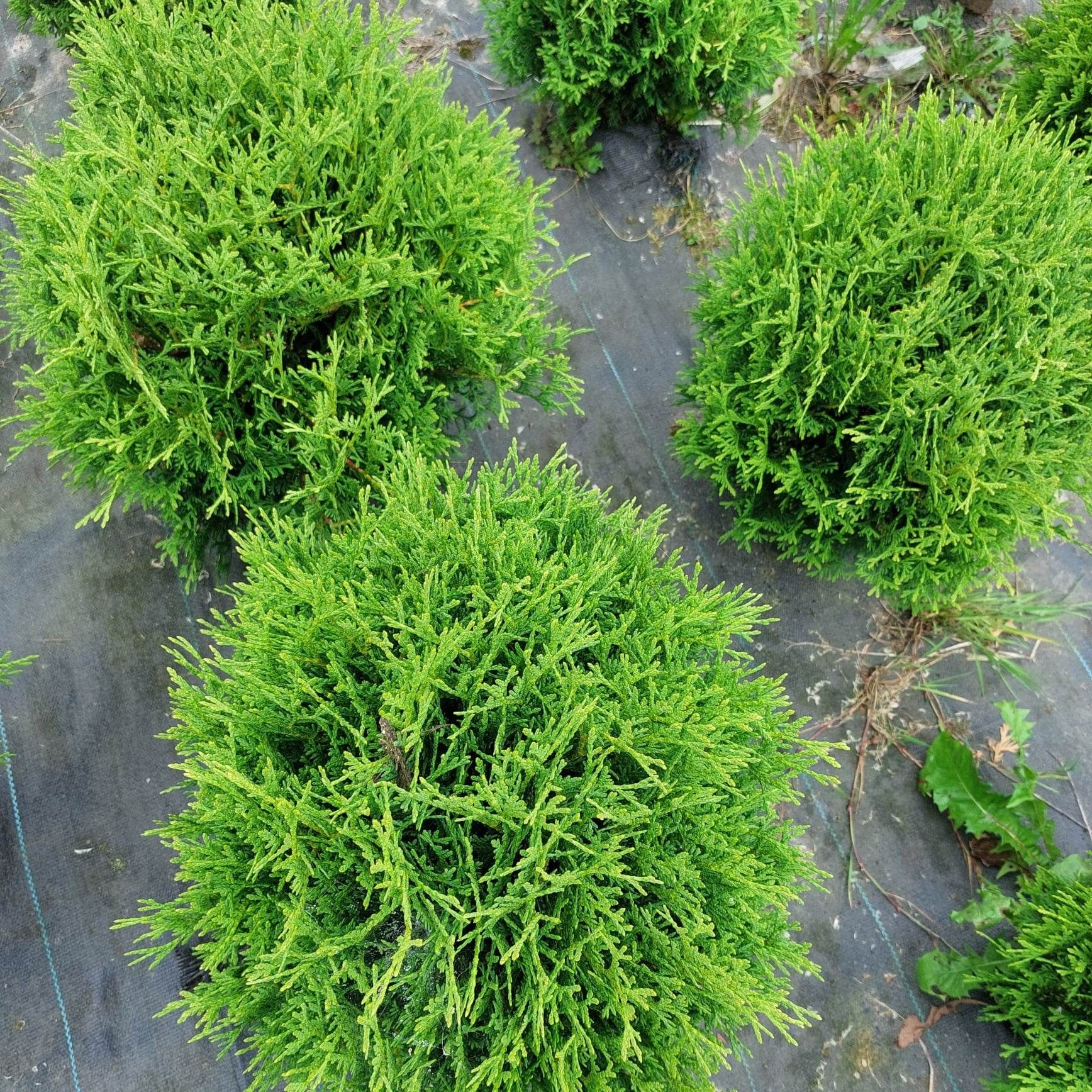 Thuja tuja Hoseri kulka