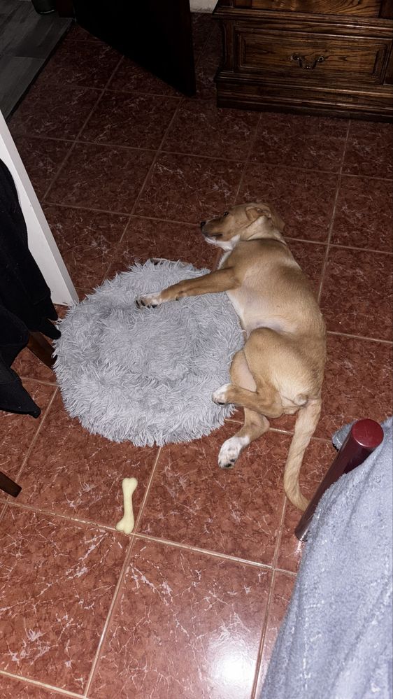 Cão para adoção com 3 meses