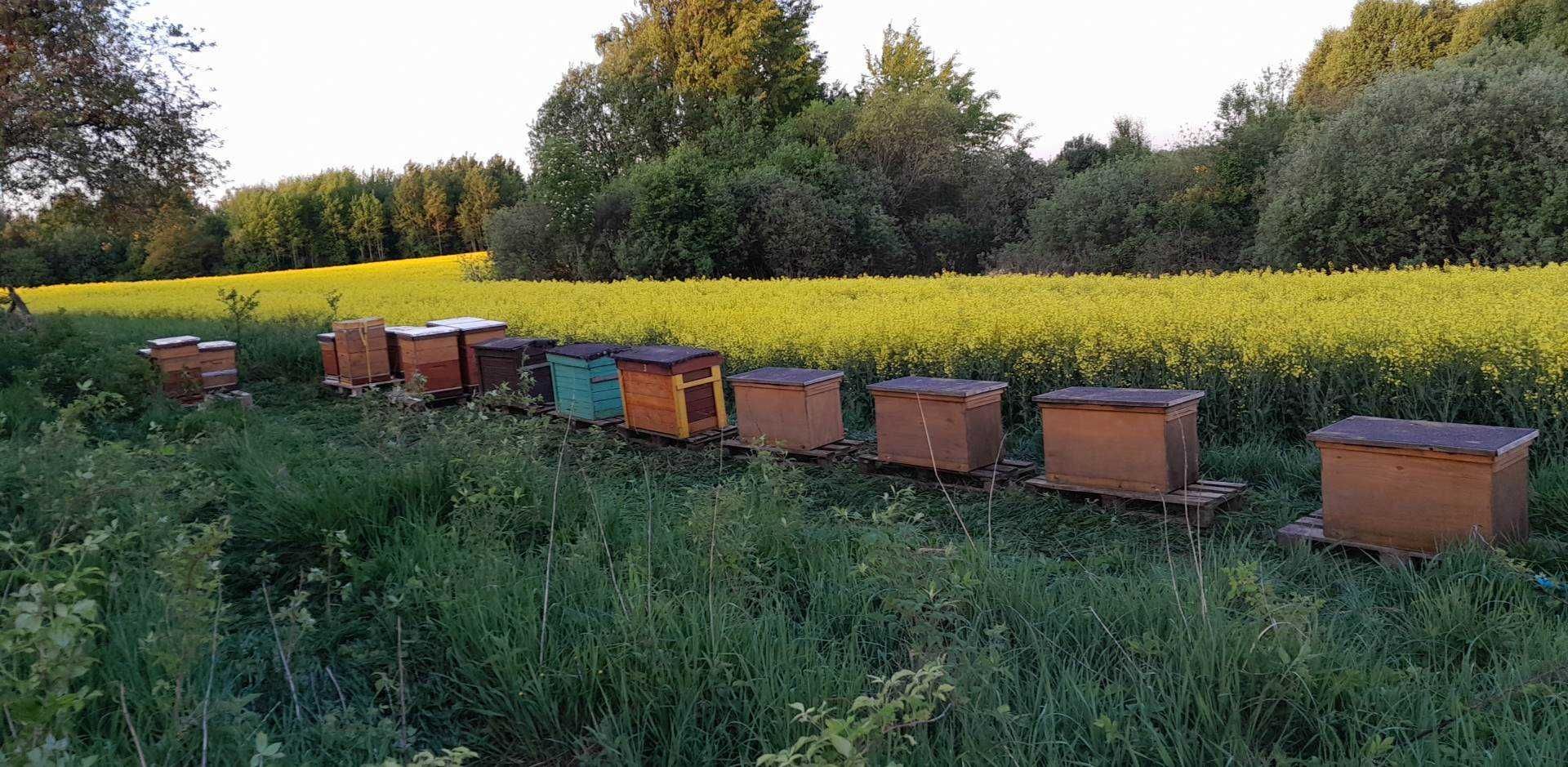 Naturalny miód pszczeli 2023 prosto z pasieki na Suwalszczyźnie