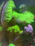 Briareum ultra fluo, koralowiec, morskie