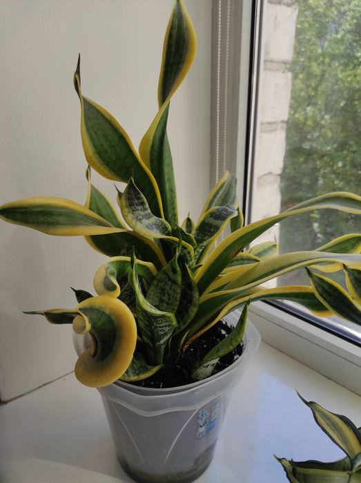 Сансевієрія Sister Twisted (з трьома дітками) По сорту є багато варіан