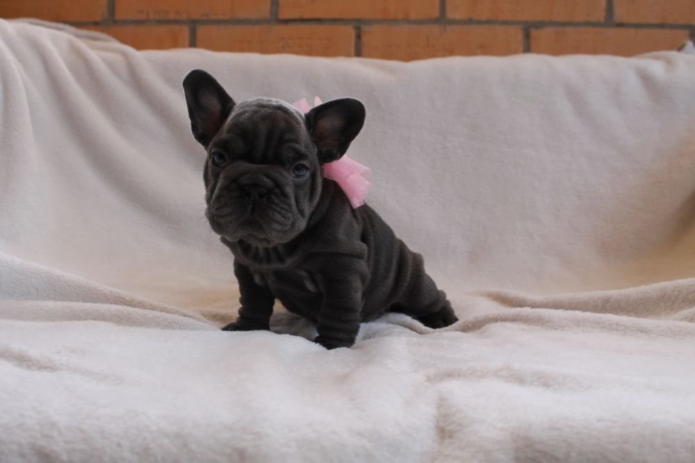 Красуня голуба Біг роп