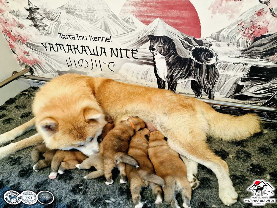 Akita Inu (japońska), ZKwP / FCI & AKIHO - czerwony piesek LC