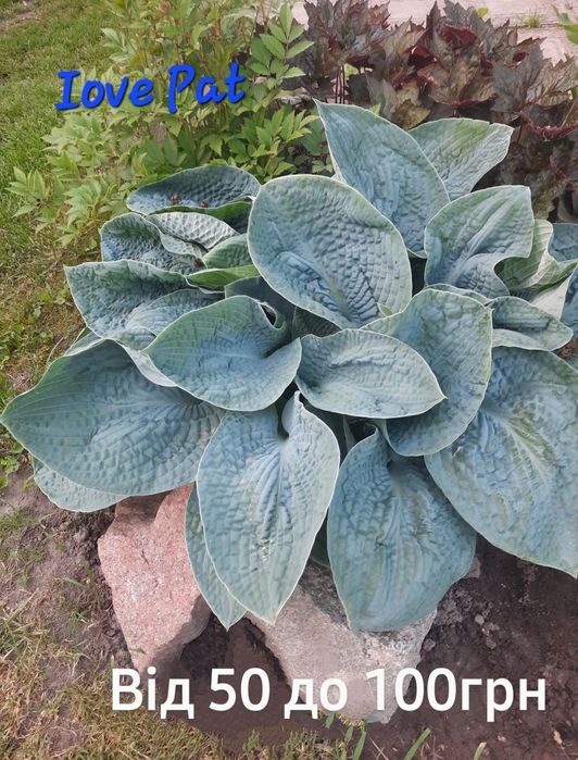 Саджанці  хости, церсиса,гейхери,лаванди