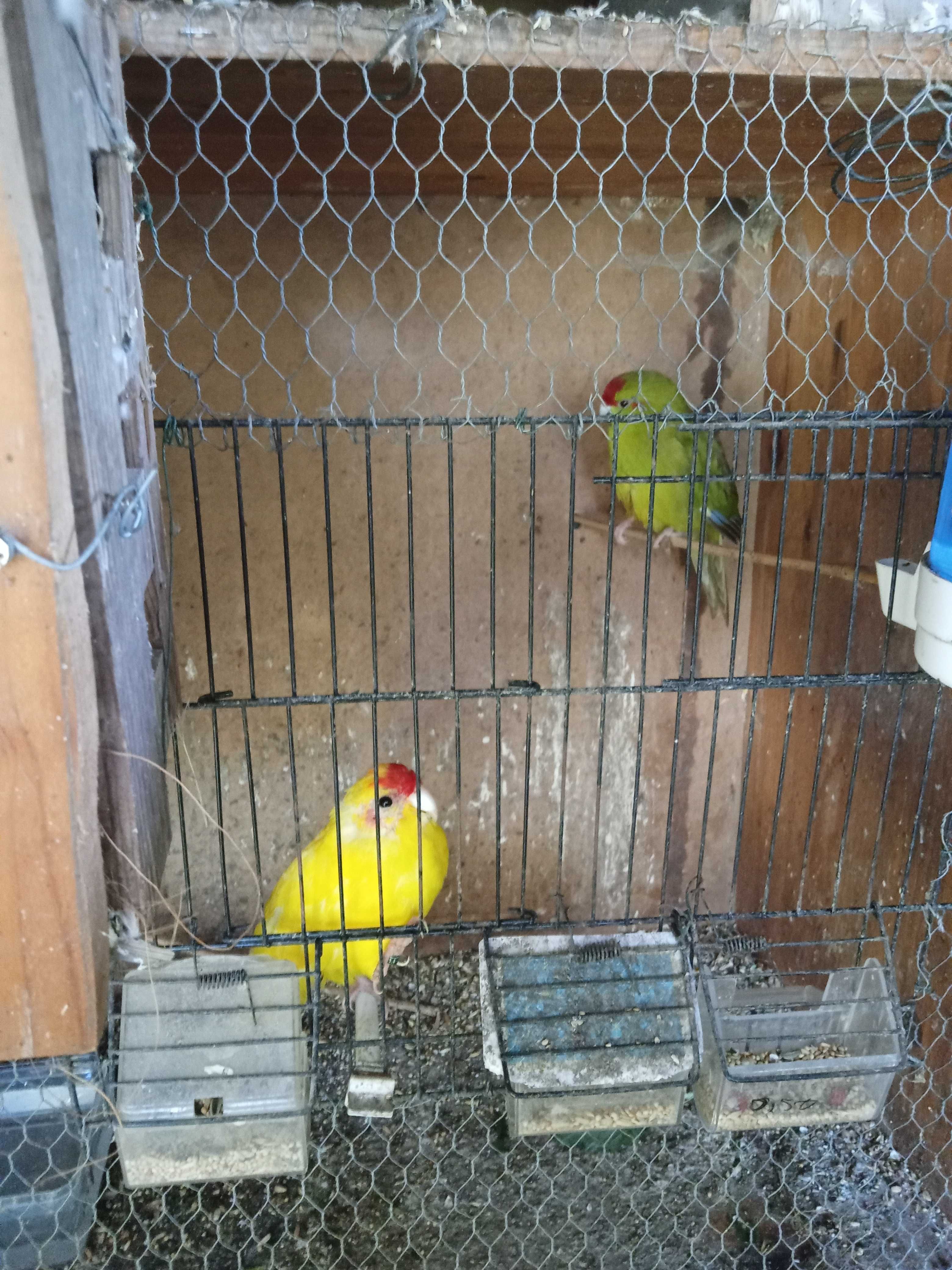 Kakaraquis verde e amarelo