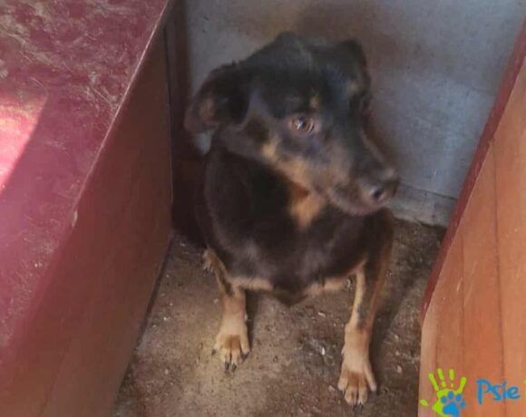 Piesek VEYRON szuka kochającego domku!