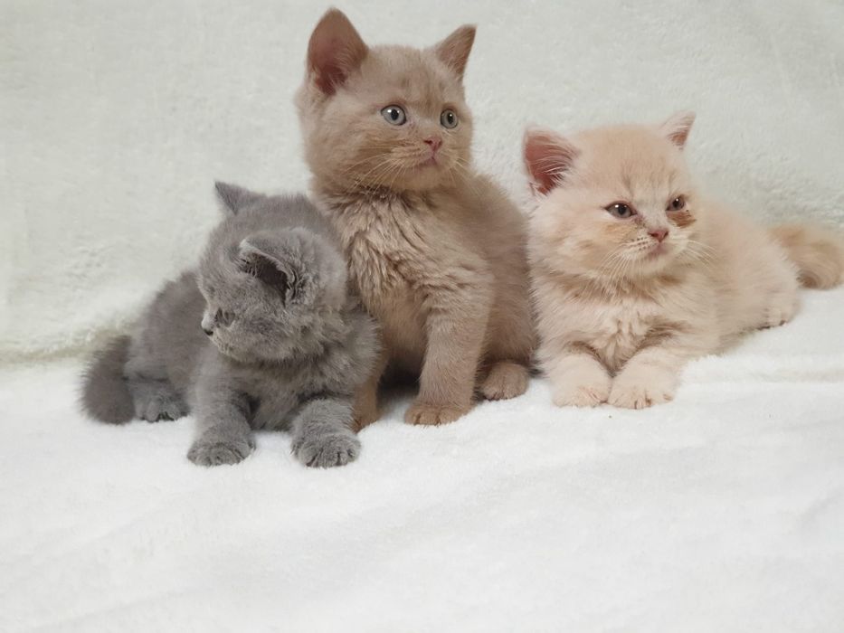 Kot brytyjski, kociak pieszczoch brytyjski niebieski