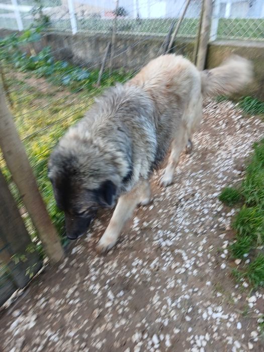 Cão Serra da Estrela para guarda de quinta