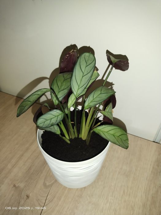 Ктенанта Оппенгейма рослина