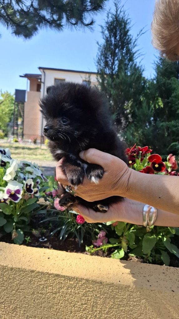 Szpic miniaturowy pomerianin- dziewczynka