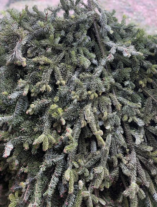 Гілки ялинки хвоя жива пухнаста