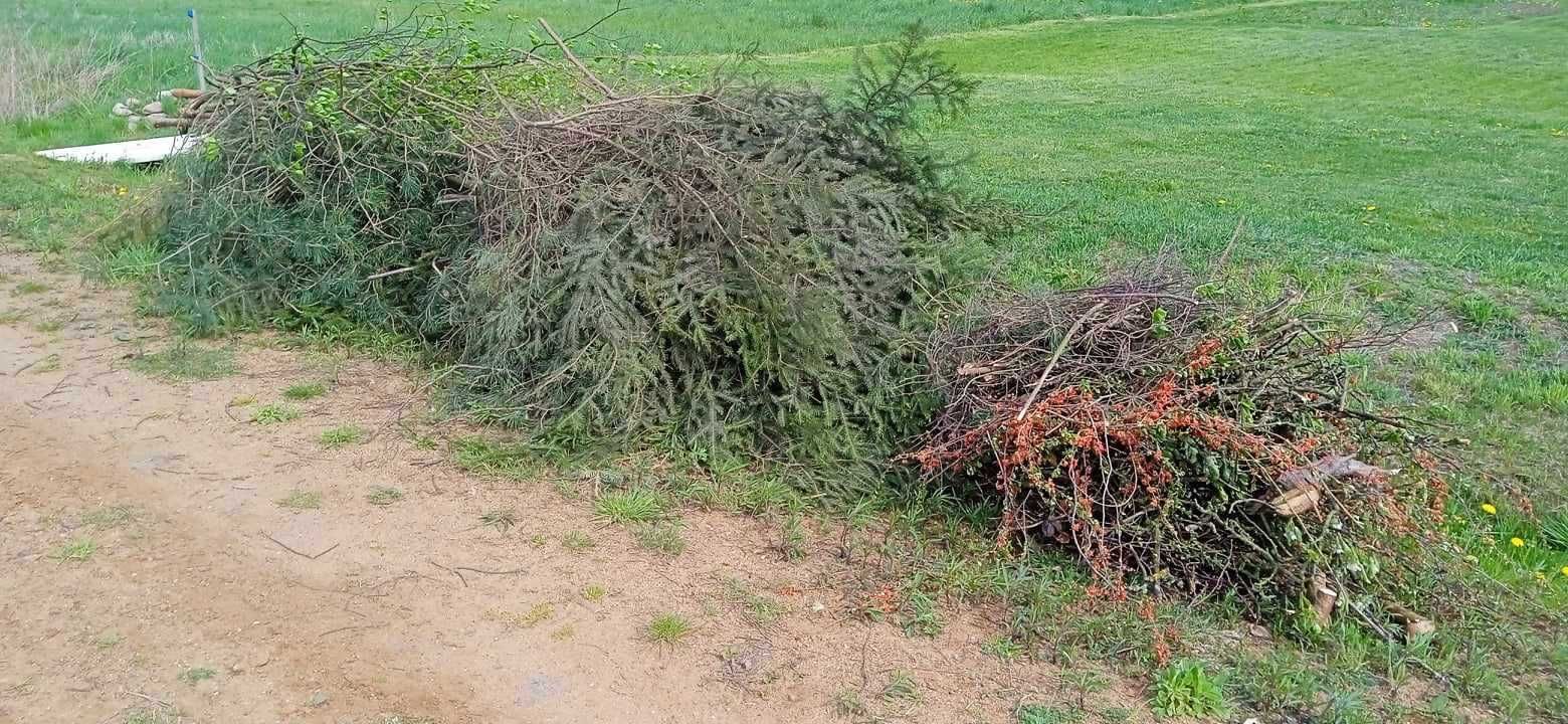 Gałęzie oddam za darmo