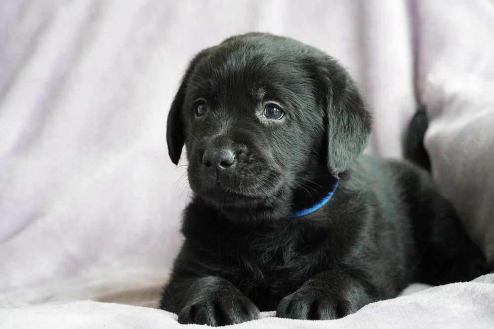 Labrador Retriever FCI ZKwP czarny PIES gotowe do odbioru