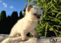 Rodowodowy kocur rasy Ragdoll seal point