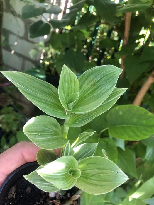 Хризантема коралова у вигляді ромашки.Кімнатні квіти різні