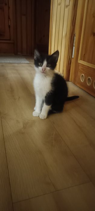 Oddam koty ( chłopcy)  za darmo