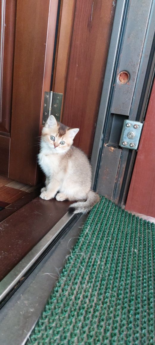 Шотландские вислоухие,  прямоухие котята