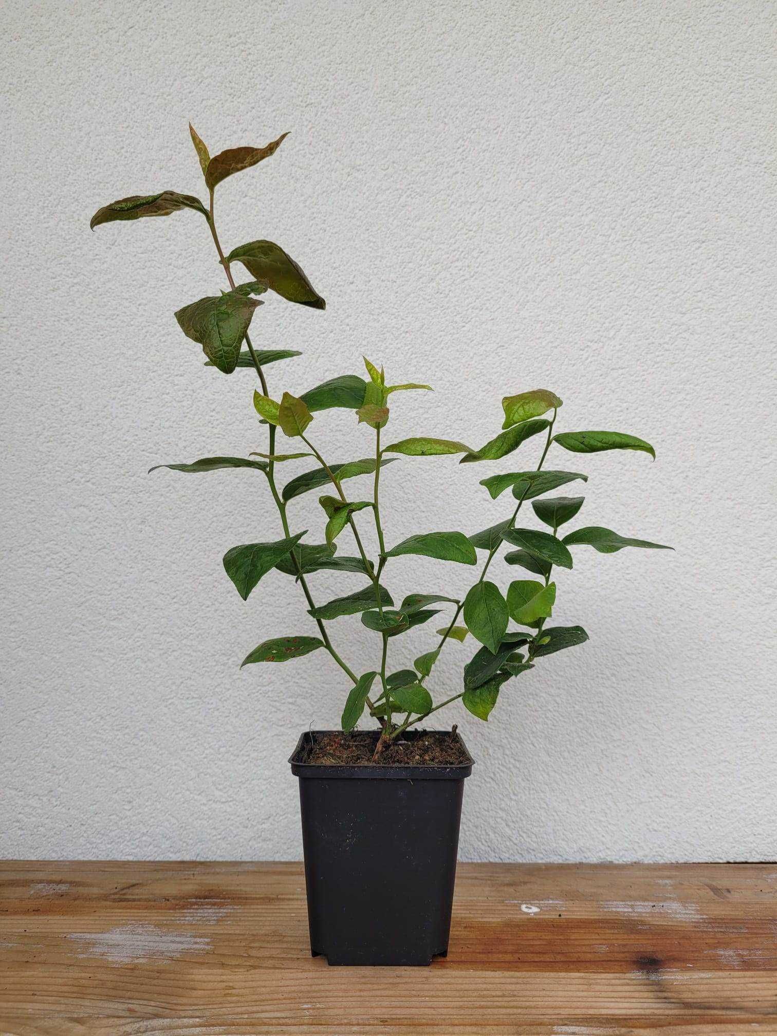 borówka amerykańska sadzonki / blueberry / / Duke / Chandler/ Bluecrop