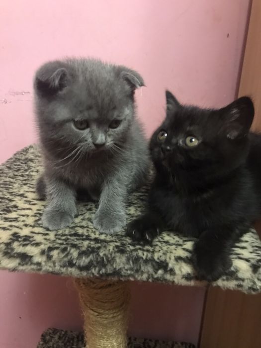 Шотландець-в‘язка