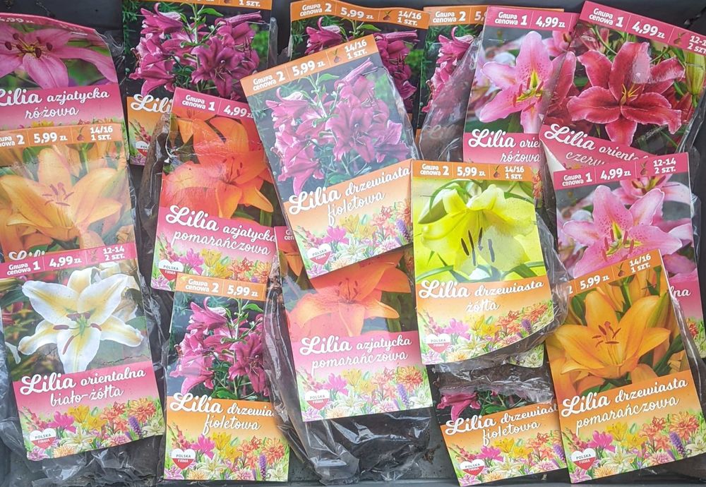 Cebulki mieczyki dalie frezje kanna byliny bulwy cebule mix 64 opakowa