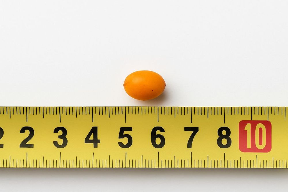 Обліпиха з власного саду