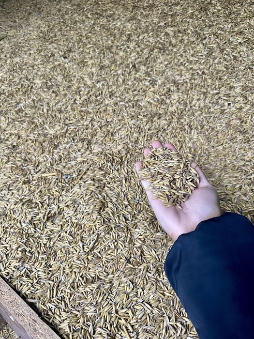 Owies tegoroczny 2025 jare