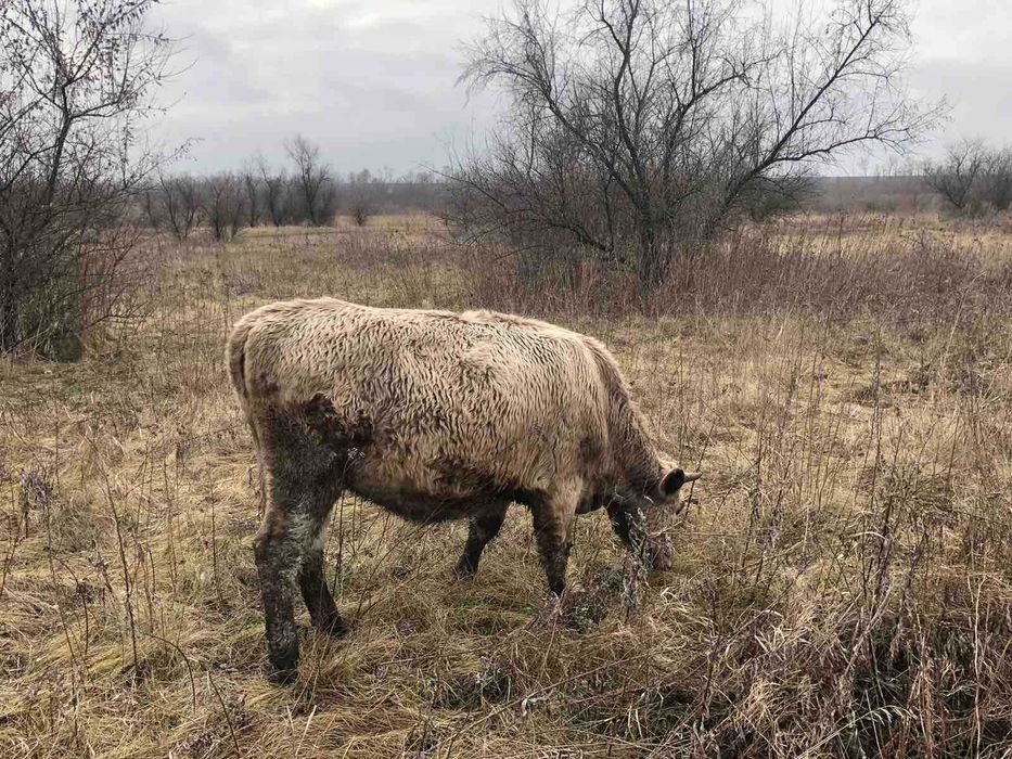 продам телиць тільних