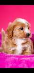 Maltipoo o zjawiskowej urodzie extra mini