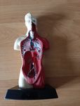 Model anatomiczny człowieka mini 20 cm