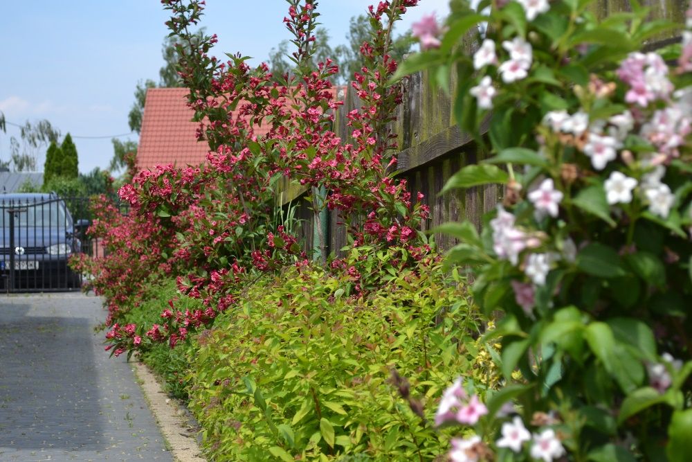 weigela krzewuszka, candida , nana purpurea, variegata, marjorie