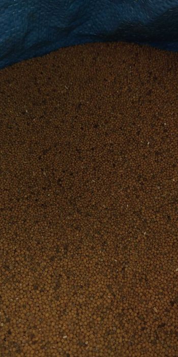 Nsiona gorczycy białej 10 kg