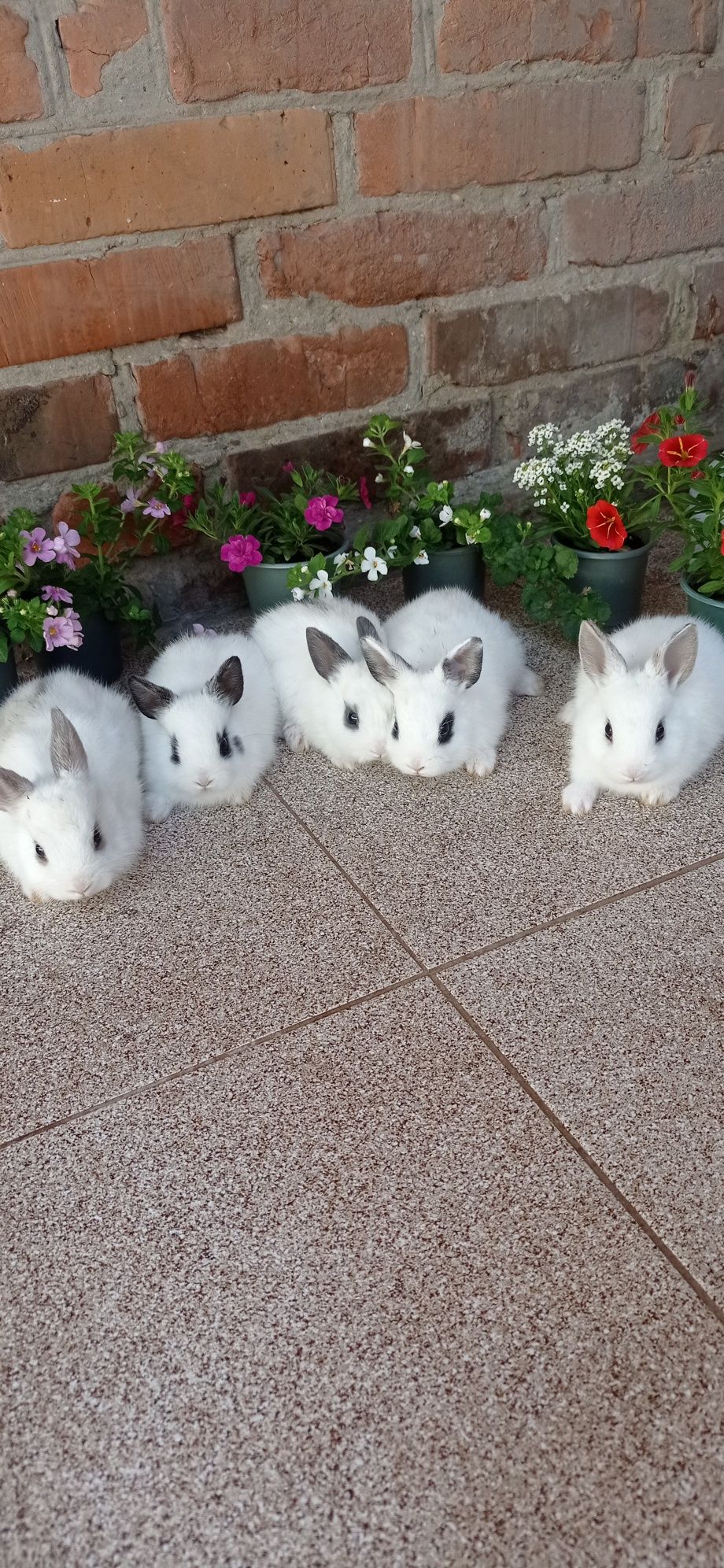 Продам кроликів декоративних карликових.