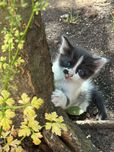 Dou gatinhos com 1 mes