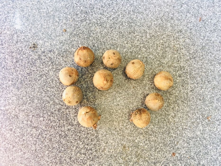 Palmeira Butiá - Sementes