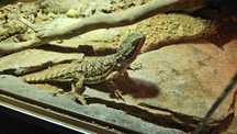 Pogona henrylawsoni - Agama karłowata SAMICA
