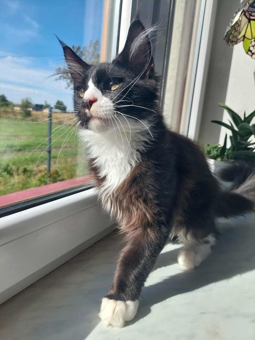Gotowy do odbioru Kocur Maine Coon z rodowodem FPL