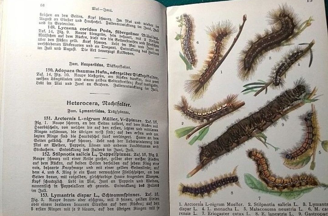 Wagner owady chrząszcze motyle entomologia 3 tomy