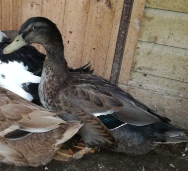 Kaczory call duck i staropolski