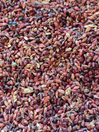 Продам семена Суданки сорт "Мироновская 10"