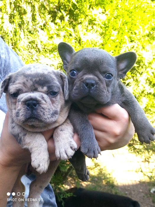 Щенки французского бульдога.