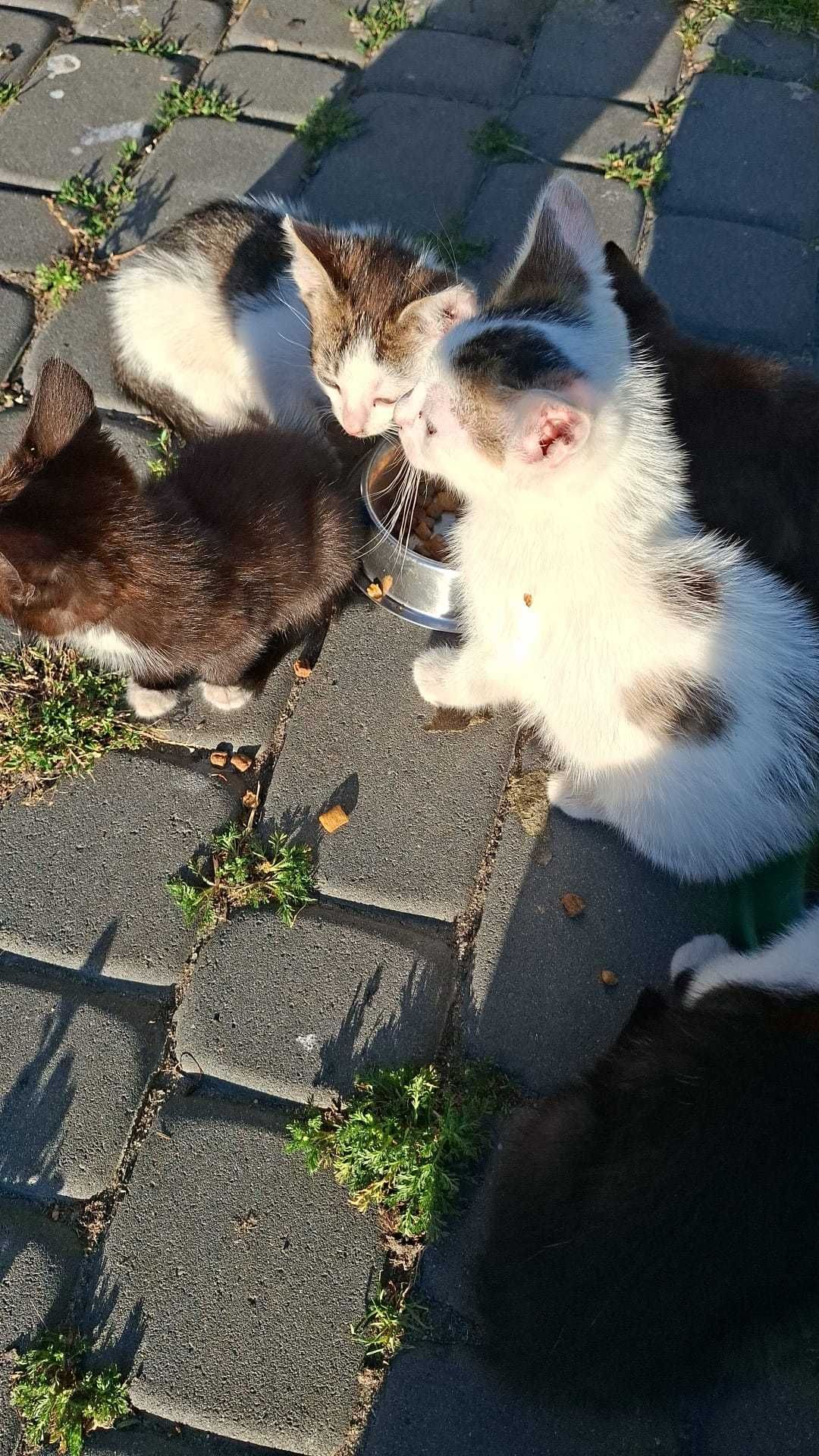 Oddam kotki w dobre ręce.