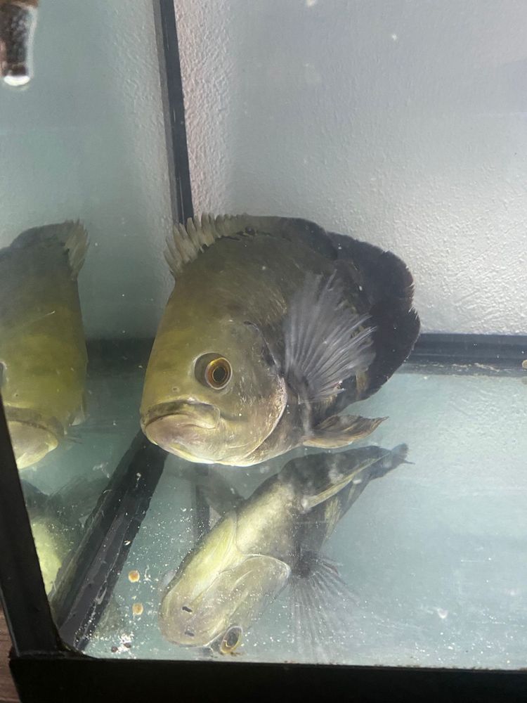 Oscar Tigre adulto