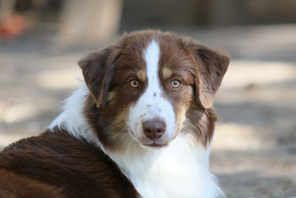 Mini Aussie/ Miniaturowy Owczarek Amerykański