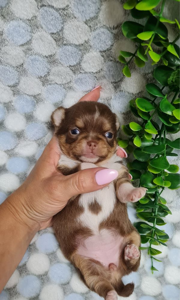 Estupenda menina Chihuahua/Chiuaua de Qualidade. Linhagem Russa