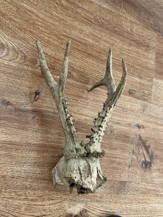 Poroże jelenia rogi